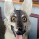 Illustration for article titled The Worlds Most Awkward Taxidermy